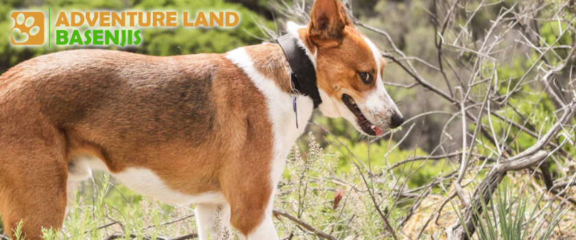 wild basenji